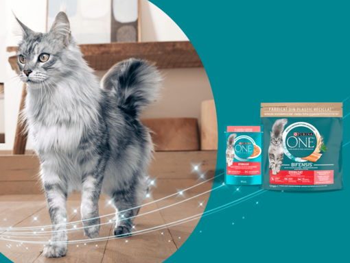 purina one cat