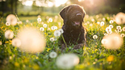 Črni pes sedi na polju regrata