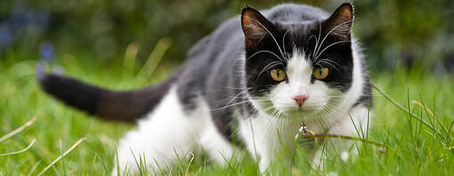 Mačka lovi v travi