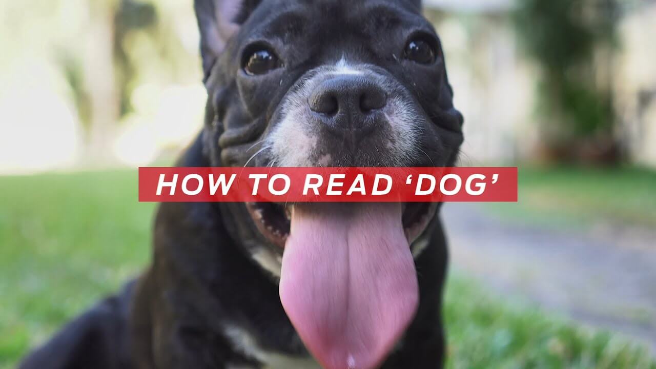 Kako prebrati 'pes' | Vse o hišnih ljubljenčkih, od družbe Purina